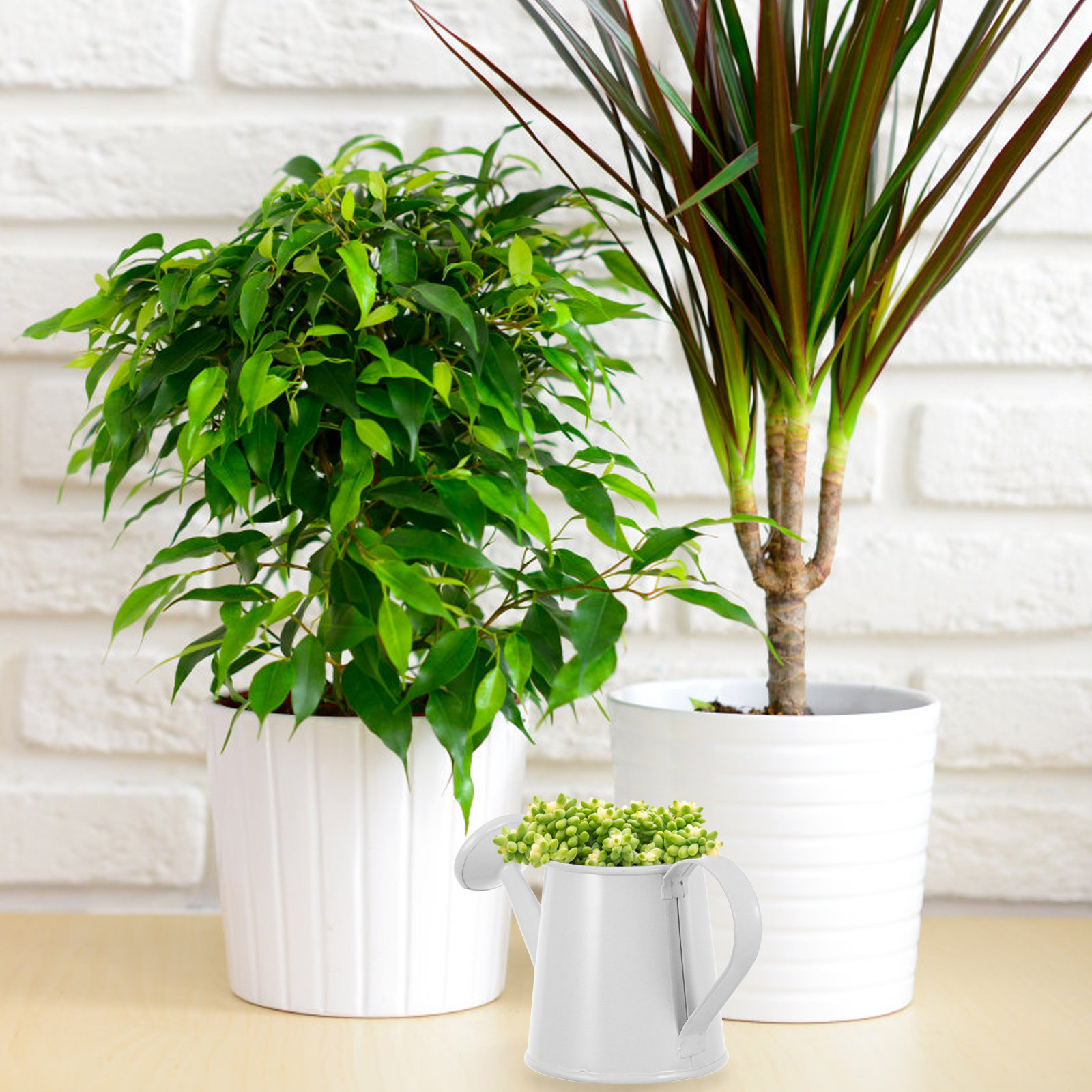 多肉植物用ミニ鉄製じょうろ 小型コンパクト装飾用植物水やりポ - Home Office With Bookshelves のレビューと価格